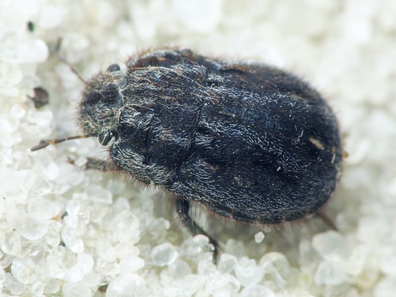 Odontoscelis (Odontoscelis) lineola Rambur, 1839